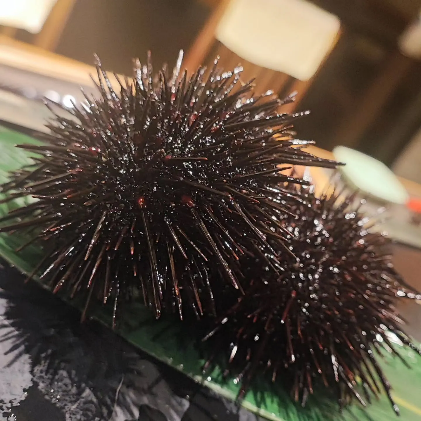 今年も始まりましたね。