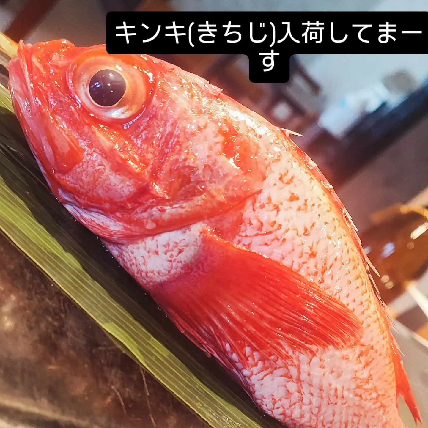 冬の主役達シリーズ 今回はキンキが青森より入荷です